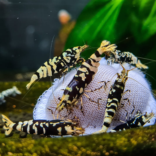 Kallax Ball: Un'Innovazione Importante per il Benessere dei Gamberetti in Acquario
