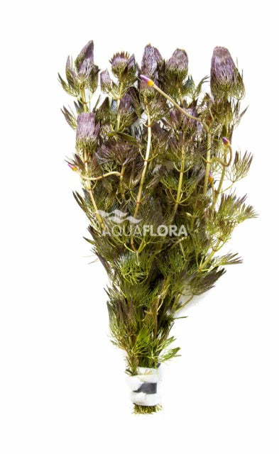 Aquaflora Cabomba Furcata (Piauhyensis)