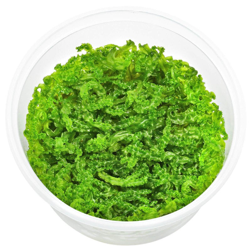 Aquaflora Monosolenium Tenerum in vitro cup