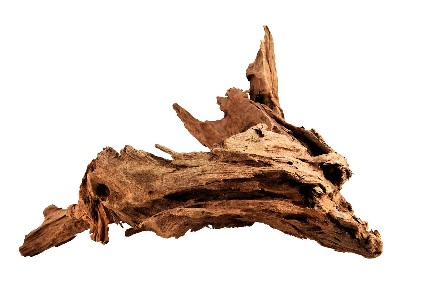 Whimar – Aquascaping Wood Driftwood Mangrovia S 10-20 cm