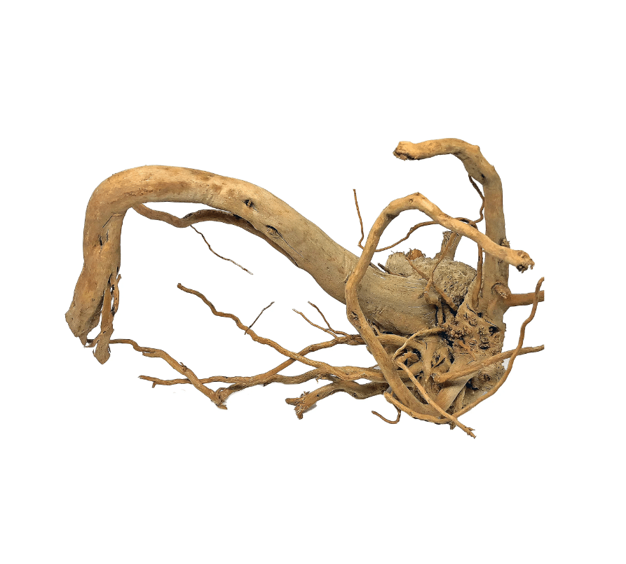 Whimar – Aquascaping Wood Spider S 10-20 cm