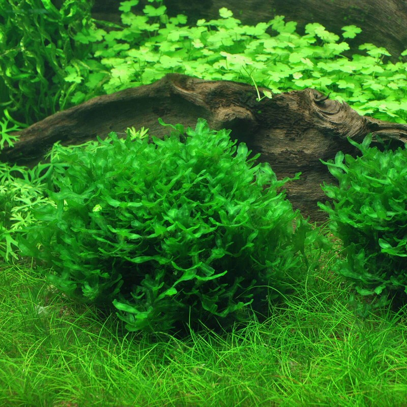 Aquaflora Monosolenium Tenerum in vitro cup