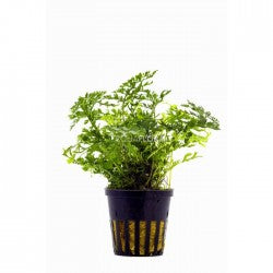 Aquaflora - Bolbitis Heteroclita 'Difformis'