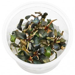 Aquaflora - Bucephalandra sp. 'Red' in vitro cup