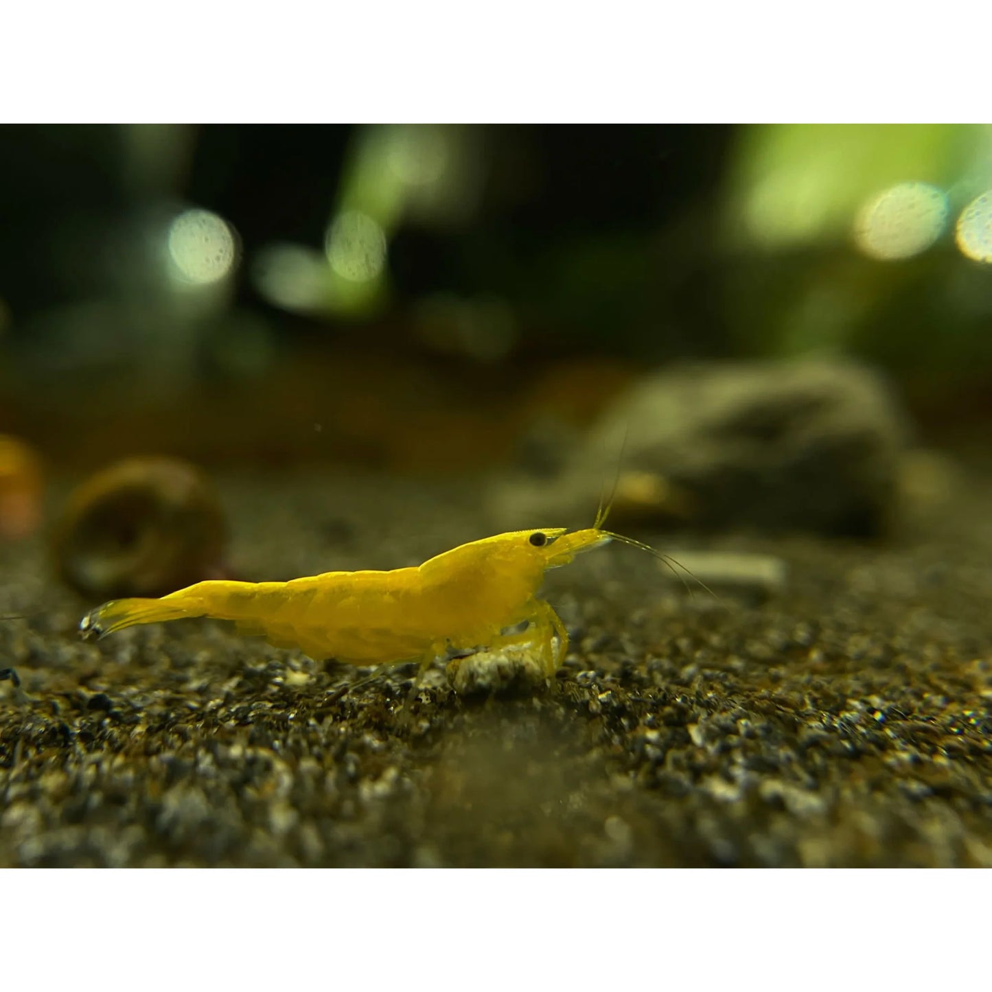 Neocaridina Davidi var. "Yellow Fire Neon" - AQUASHRIMP