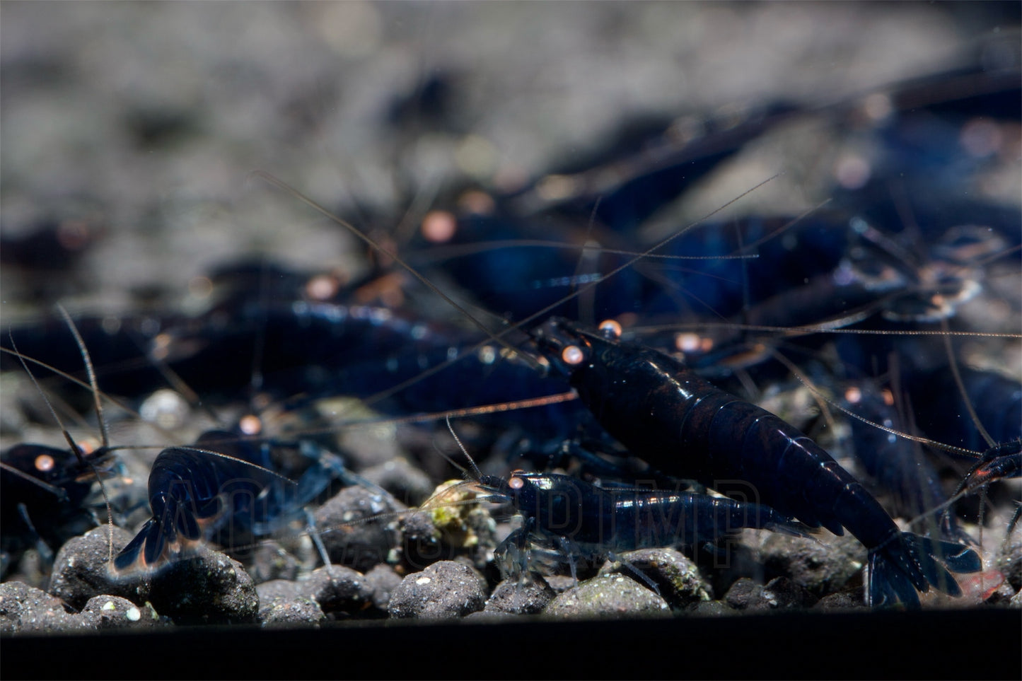 Caridina Mariae sp. "Royal Blue Tiger OE"