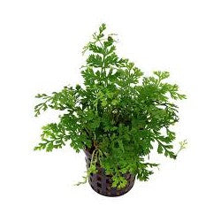 Aquaflora - Bolbitis Heteroclita 'Difformis'