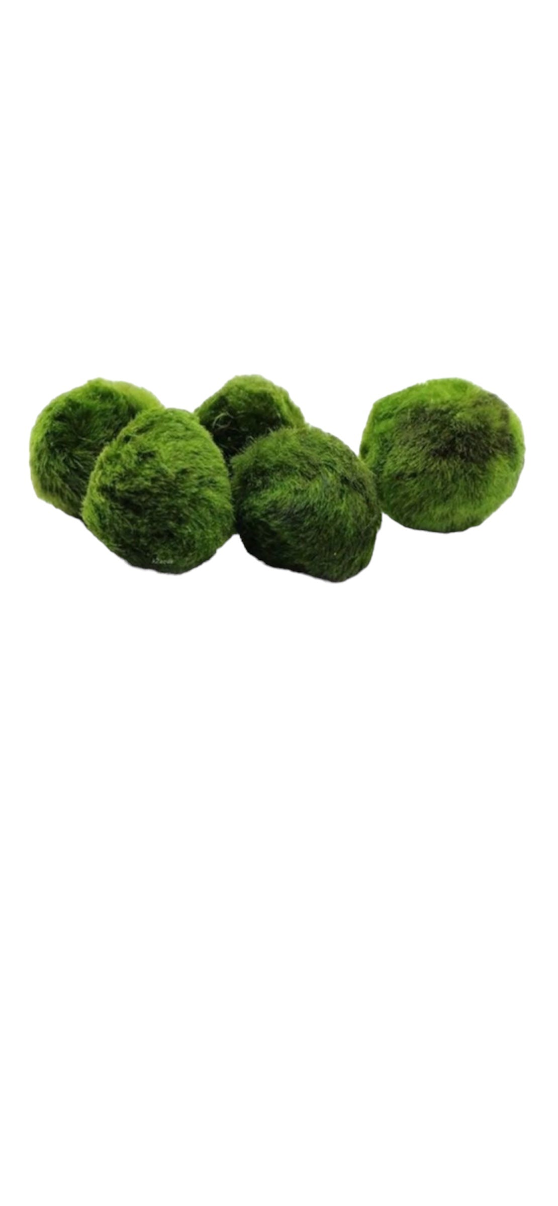 Cladophora Aegagropila “MARIMO” 2 cm