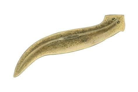 Biomax NO Planaria 50 gr - AQUASHRIMP