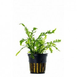 Aquaflora Bolbitis Heudelotii