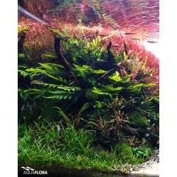 Aquaflora Bolbitis Heudelotii