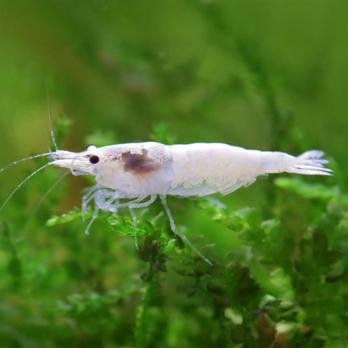 Neocaridina Palmata var. "Snowstorm" - AQUASHRIMP