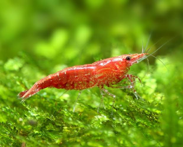 Neocaridina Davidi var. "Red Cherry" - AQUASHRIMP