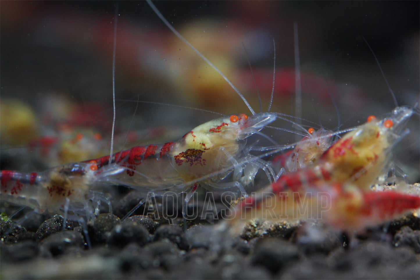 Caridina Logemanni sp. "Calceo Red OE"