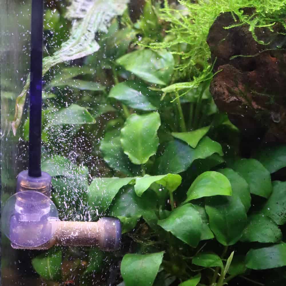 AMTRA CO2 SYSTEM - AQUASHRIMP