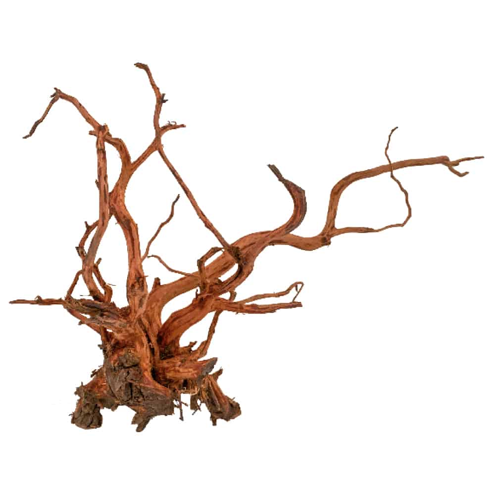 AMTRA LEGNO RED SPIDER KING SM - AQUASHRIMP