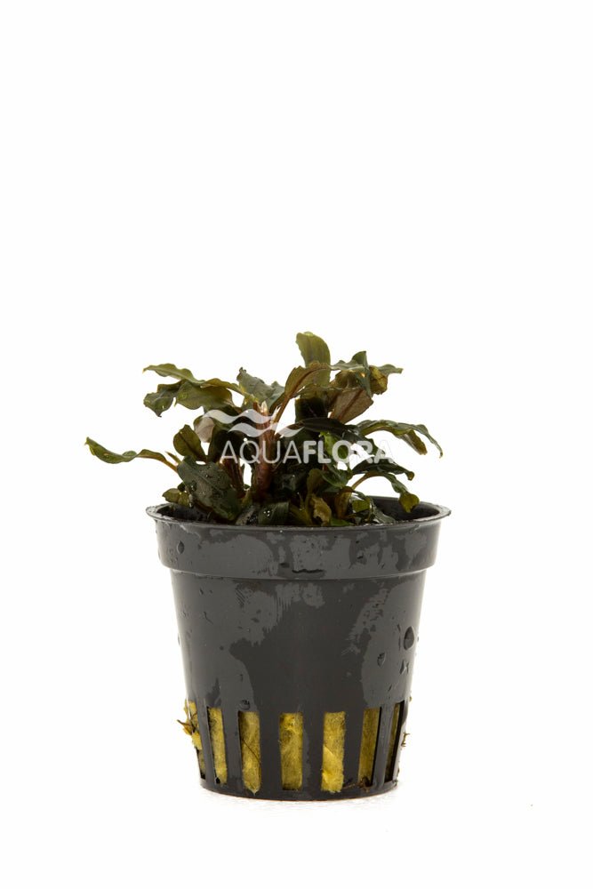 Aquaflora - Bucephalandra sp. "MIX" - AQUASHRIMP