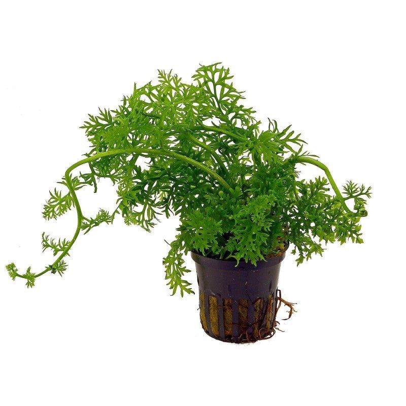 Aquaflora - Ceratopteris Thalictroides - AQUASHRIMP