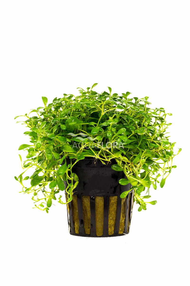 Aquaflora - Glossostigma Elatinoides - AQUASHRIMP
