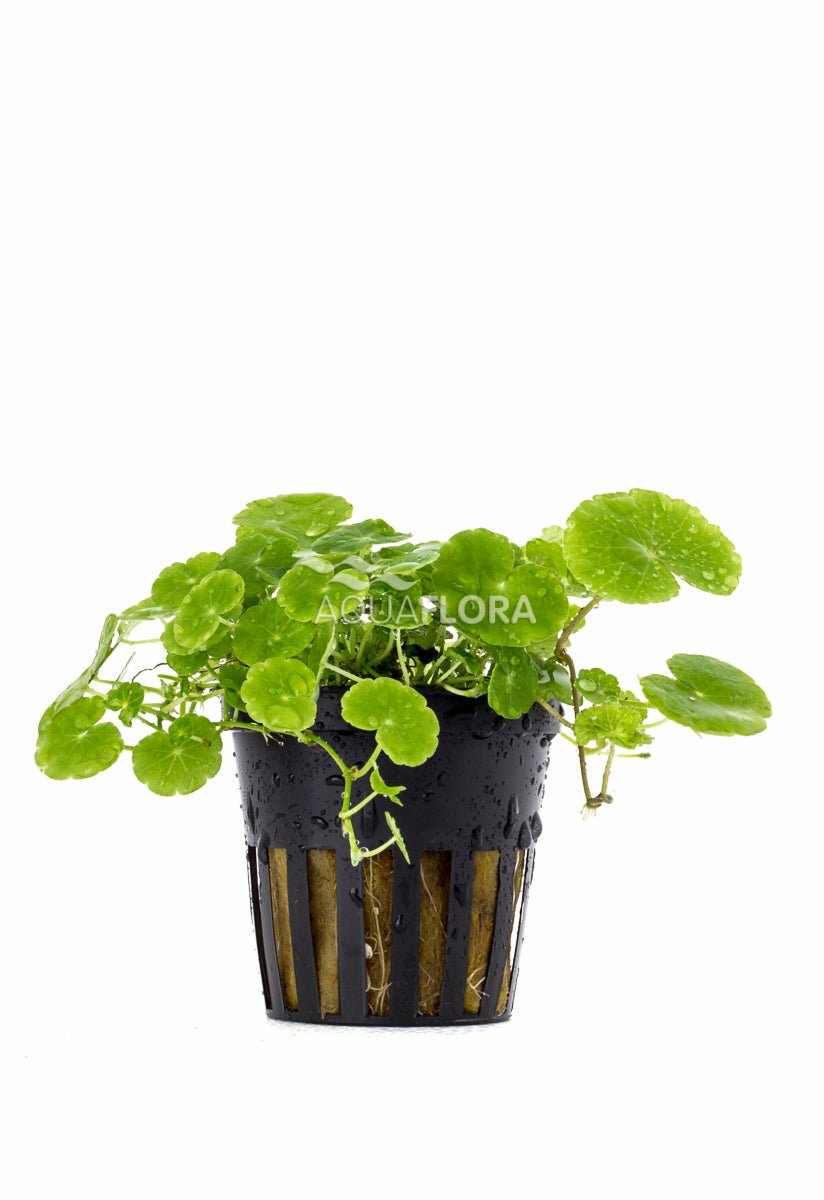 Aquaflora - Hydrocotyle Leucocephala - AQUASHRIMP