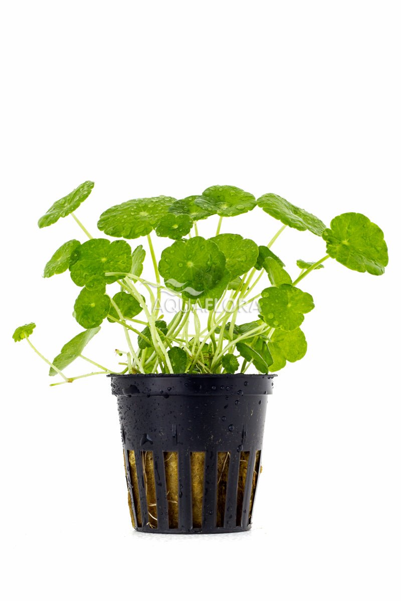 Aquaflora - Hydrocotyle Verticillata - AQUASHRIMP