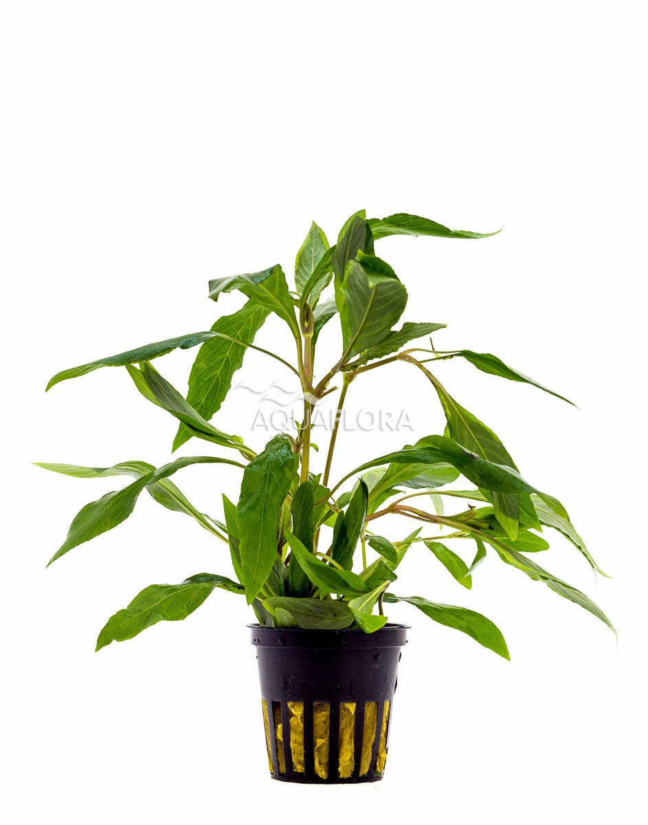 Aquaflora - Hygrophila Corymbosa "Angustifolia" - AQUASHRIMP