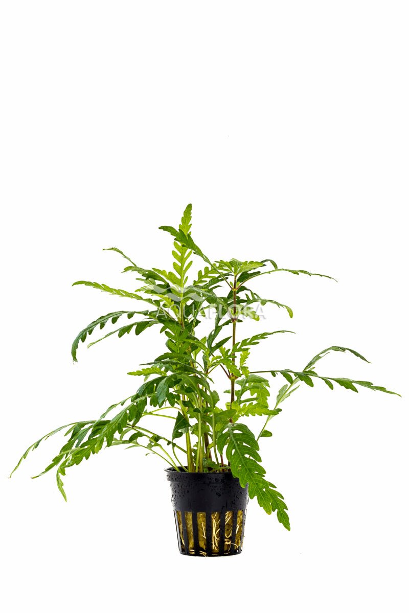 Aquaflora - Hygrophila Pinnatifida - AQUASHRIMP