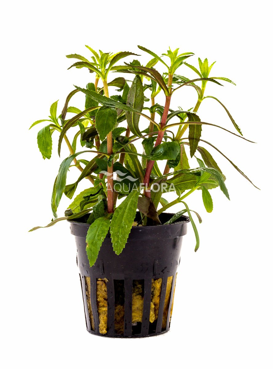 Aquaflora - Limnophila Aromatica - AQUASHRIMP