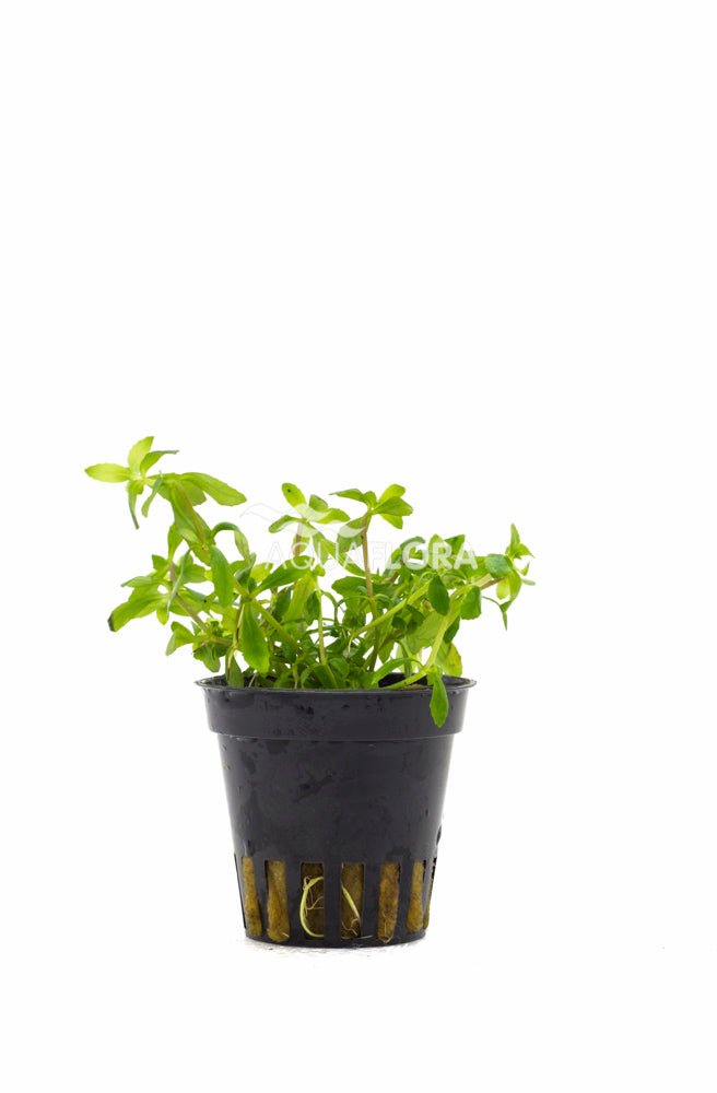 Aquaflora - Limnophila sp. "Vietnam" - AQUASHRIMP