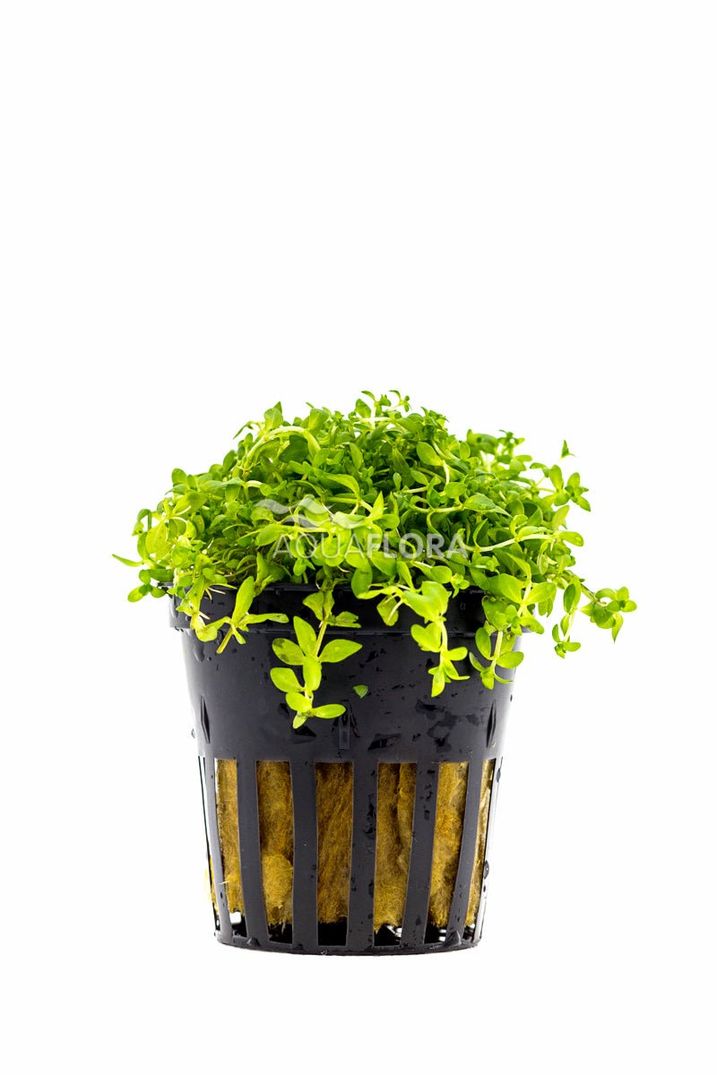 Aquaflora - Micranthemum Micranthemoides - AQUASHRIMP
