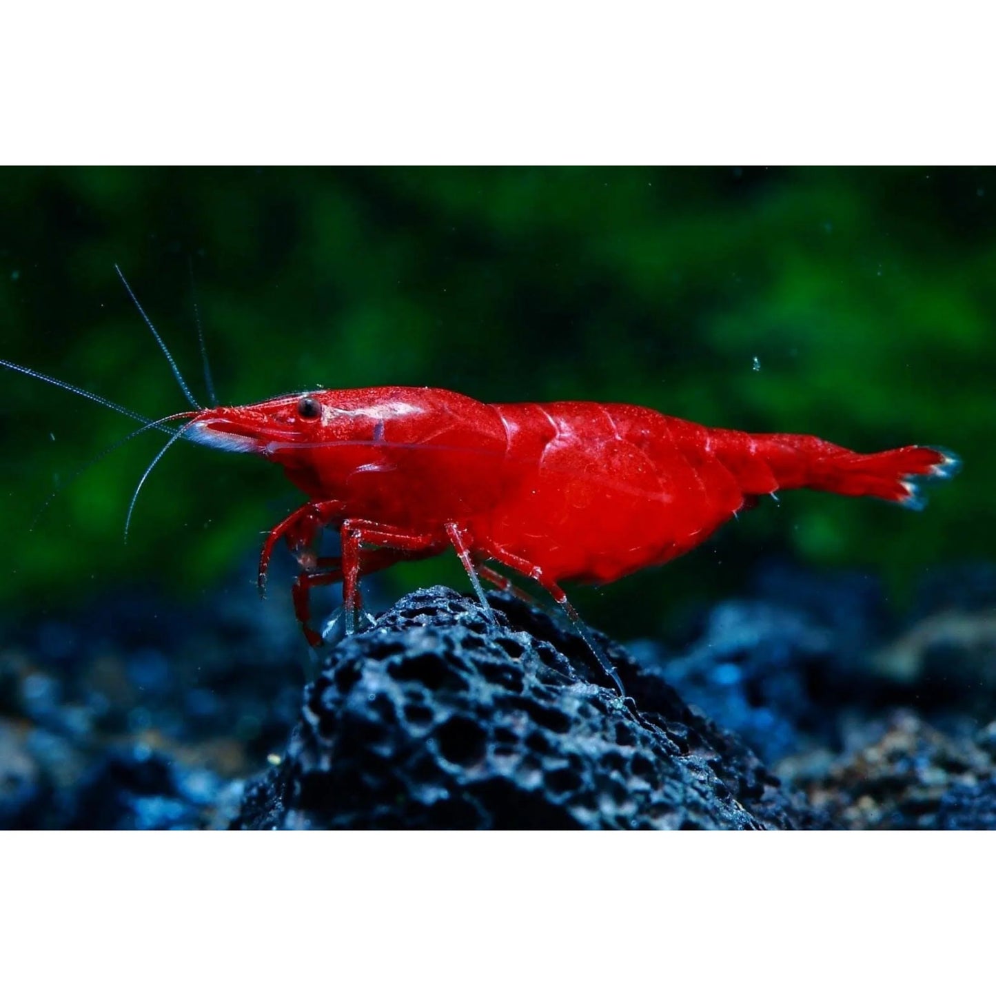 Neocaridina Davidi var. "Bloody Mary"