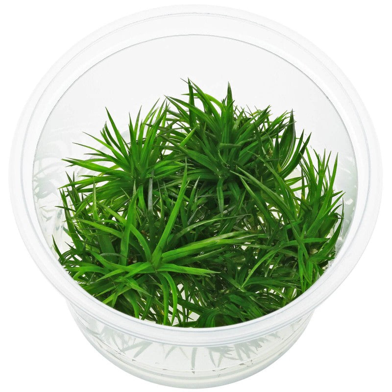 Aquaflora Eriocaulon sp. 'Polaris' in vitro cup