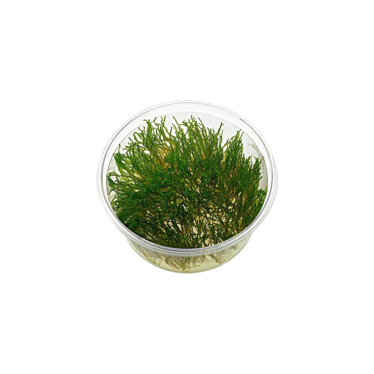 Aquaflora Taxiphyllum sp. 'Flame' in vitro cup