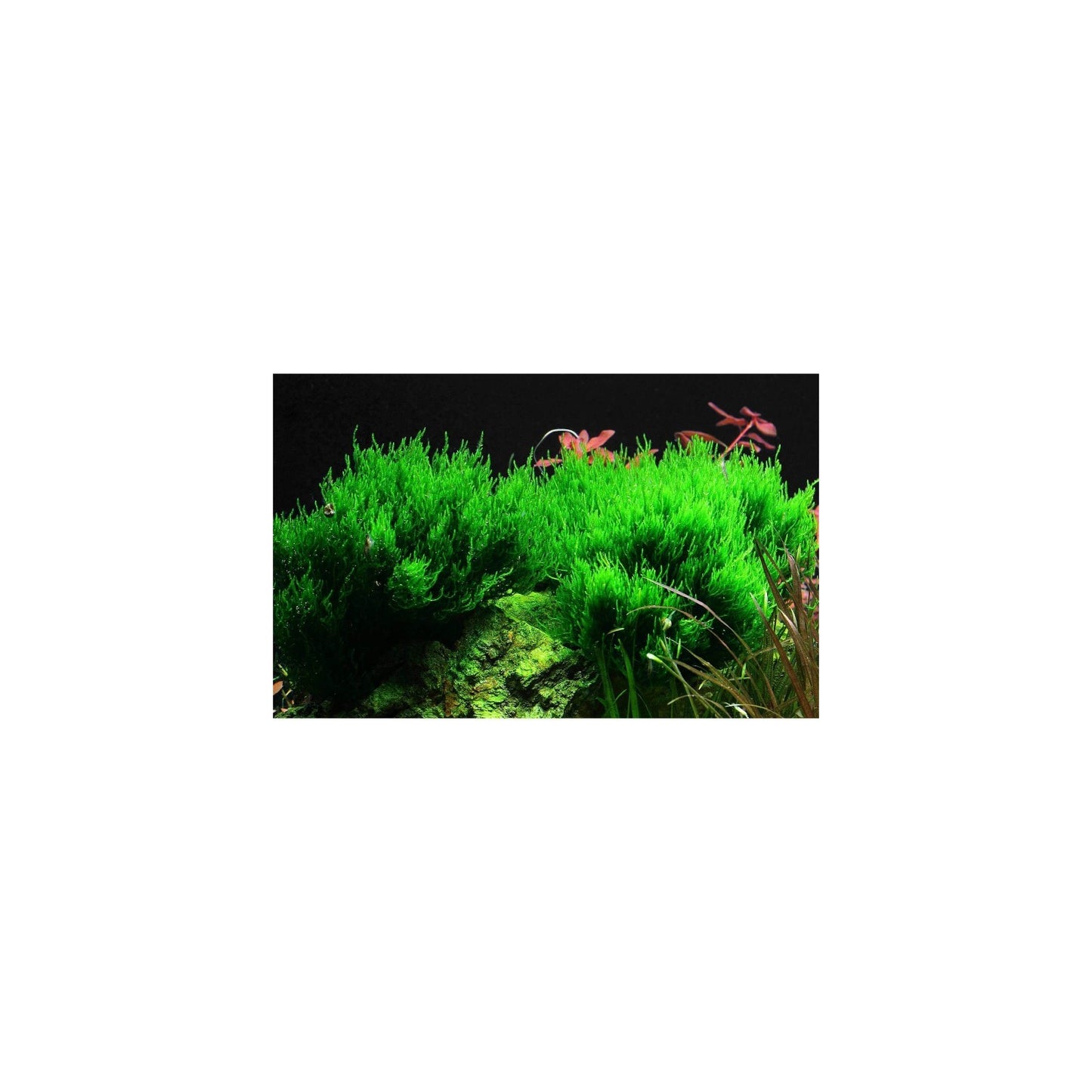 Aquaflora Taxiphyllum sp. 'Flame' in vitro cup