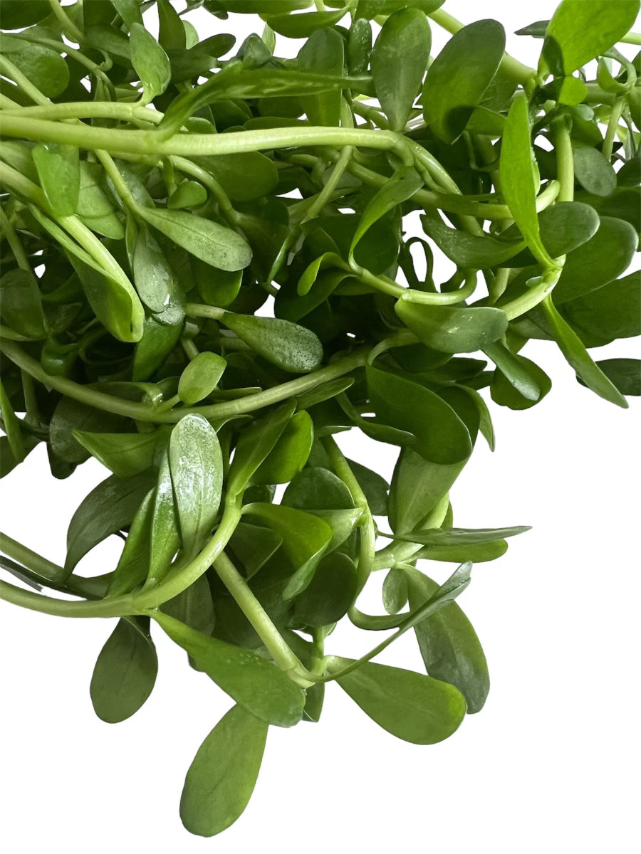 Bacopa Monniera