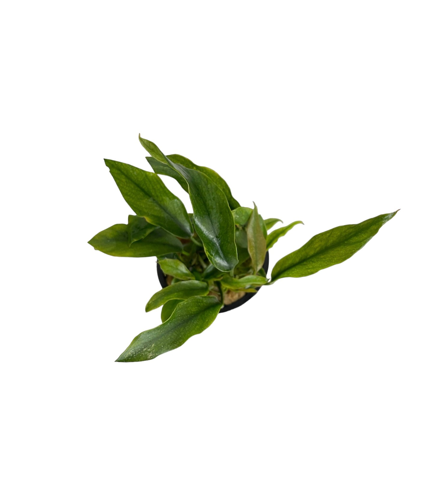 Anubias Minima