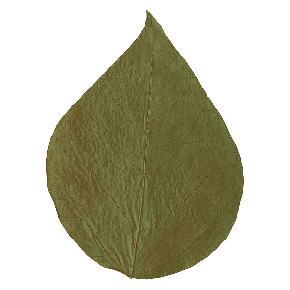 Dennerle Shrimp King Dadap Leaves 10pz