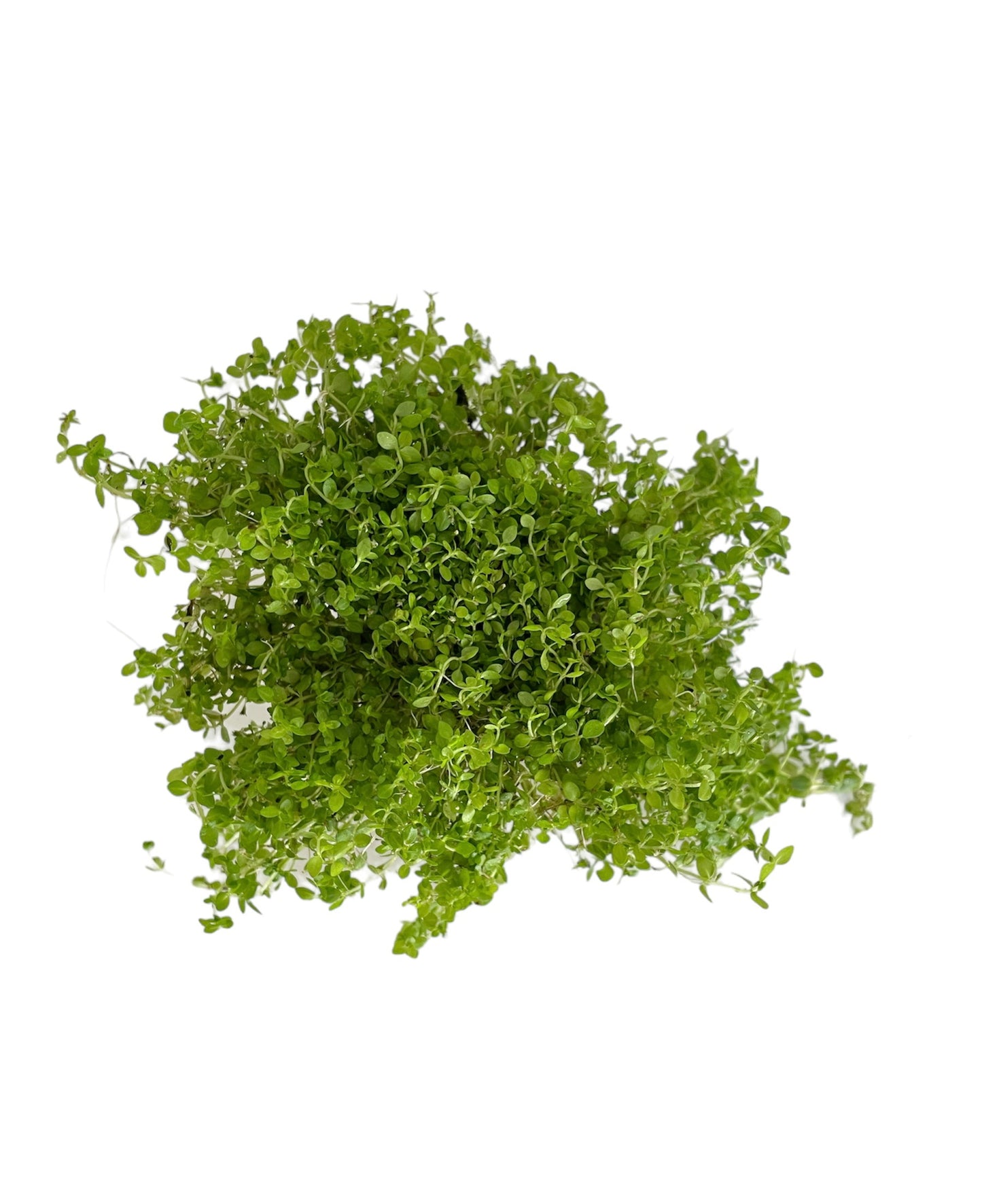 Micranthemum Micranthemoides
