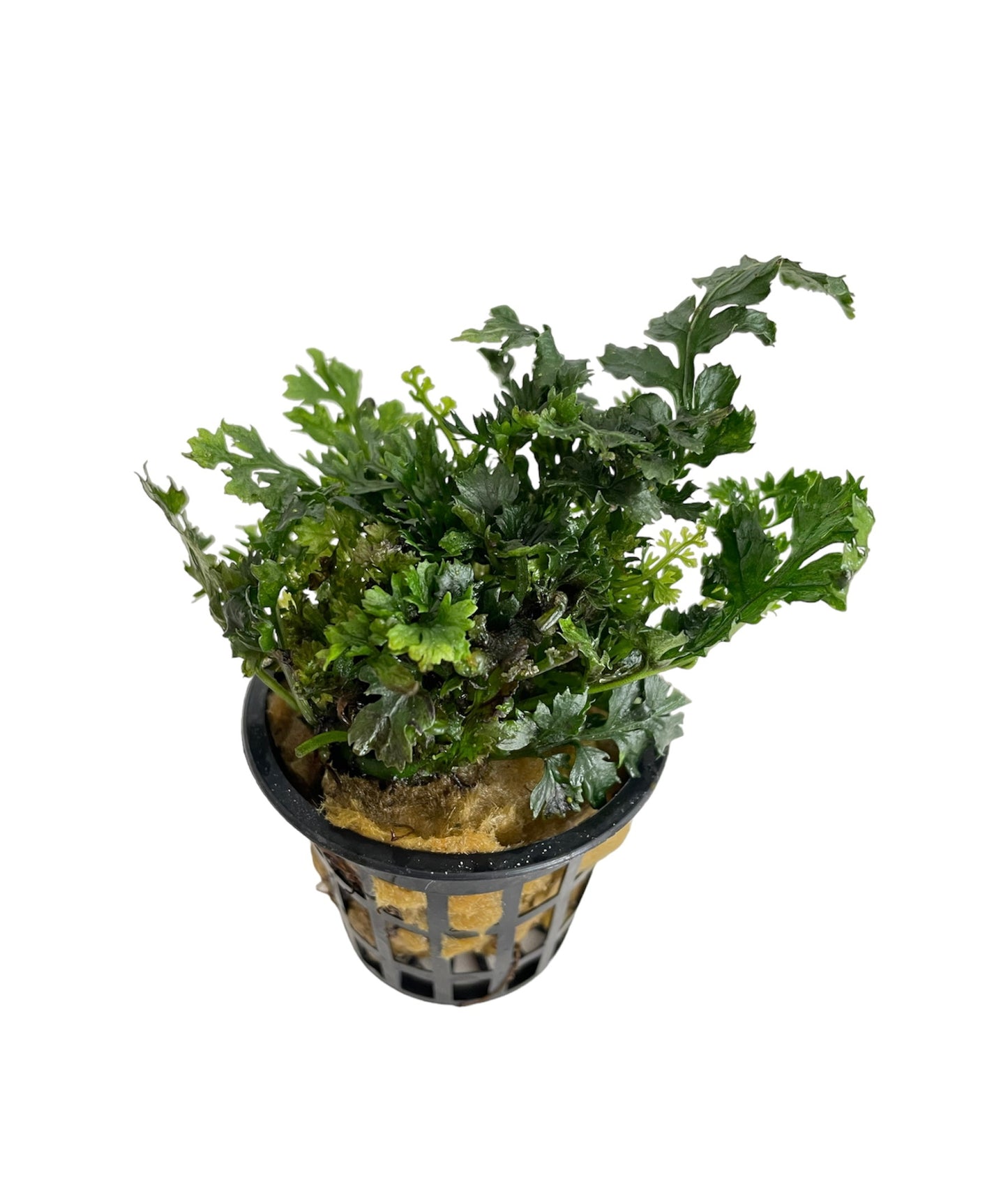 Aquaflora - Bolbitis Heteroclita 'Difformis'