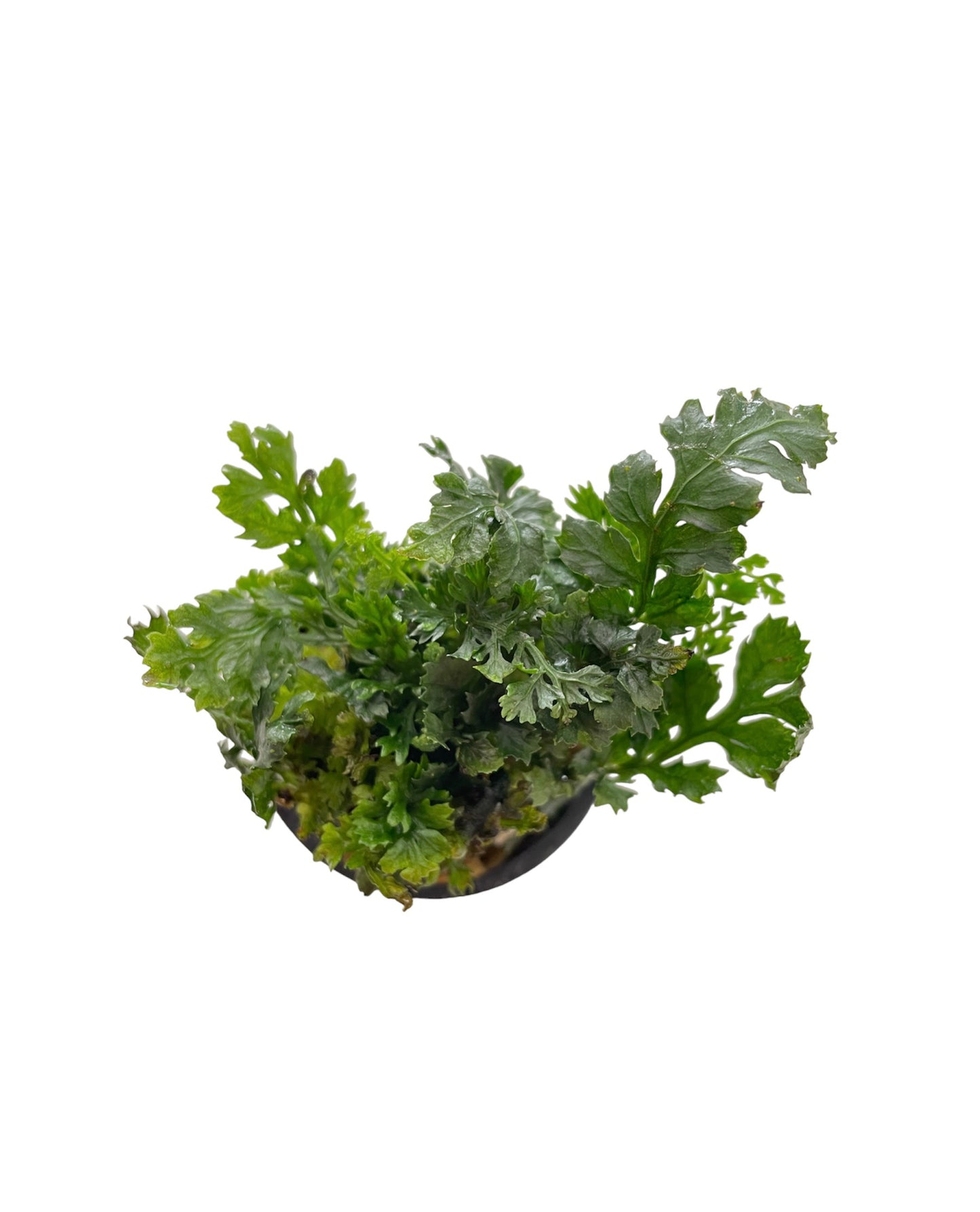Aquaflora - Bolbitis Heteroclita 'Difformis'
