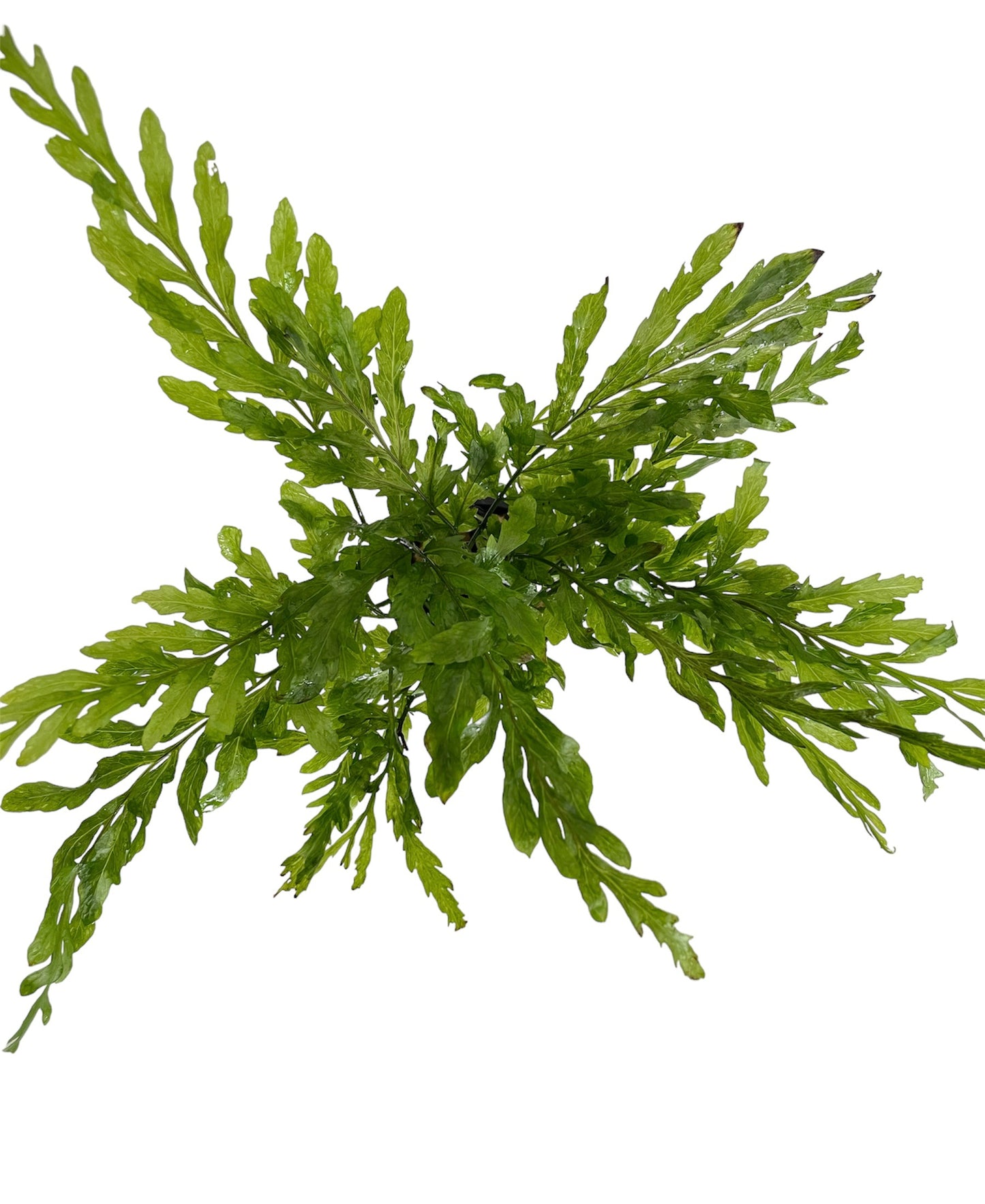 Aquaflora Bolbitis Heudelotii