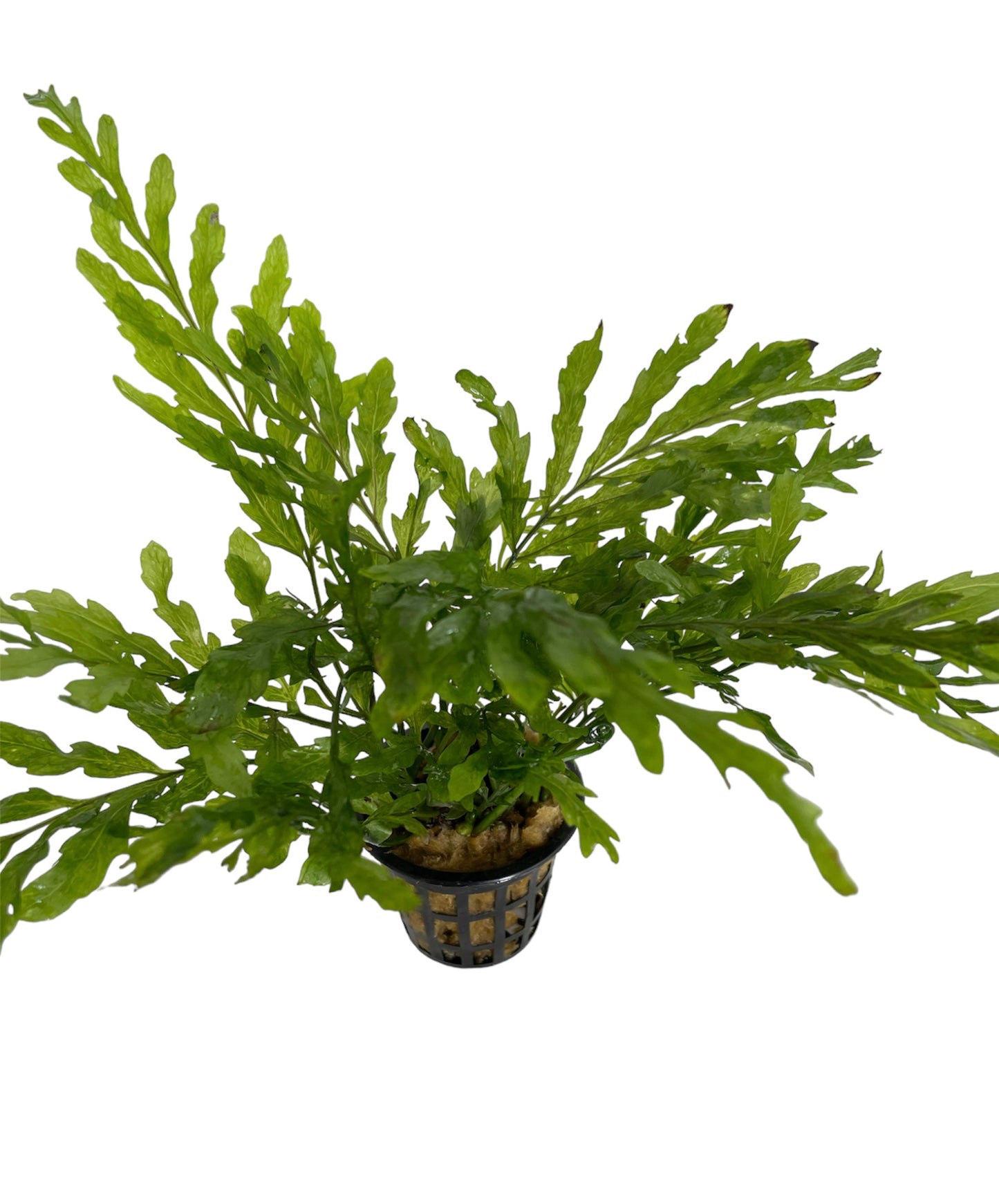 Aquaflora Bolbitis Heudelotii