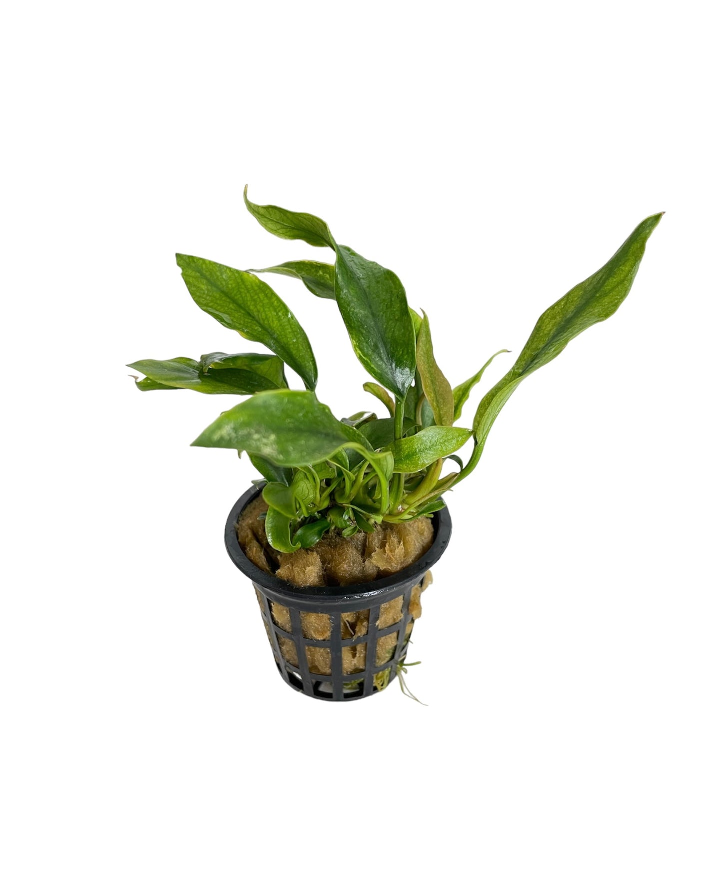 Anubias Minima