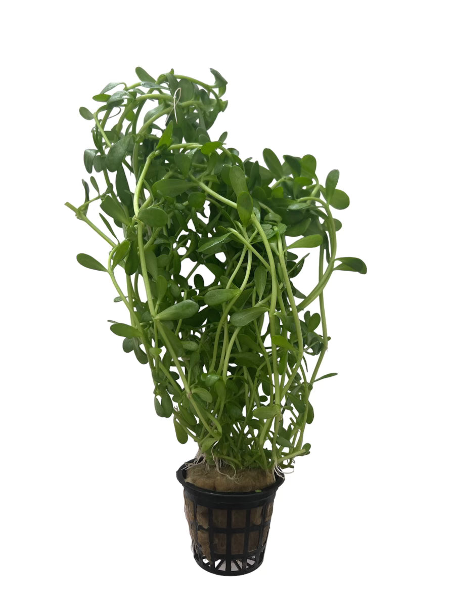 Bacopa Monniera