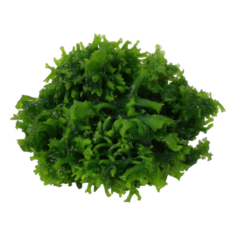 Aquaflora Monosolenium Tenerum in vitro cup