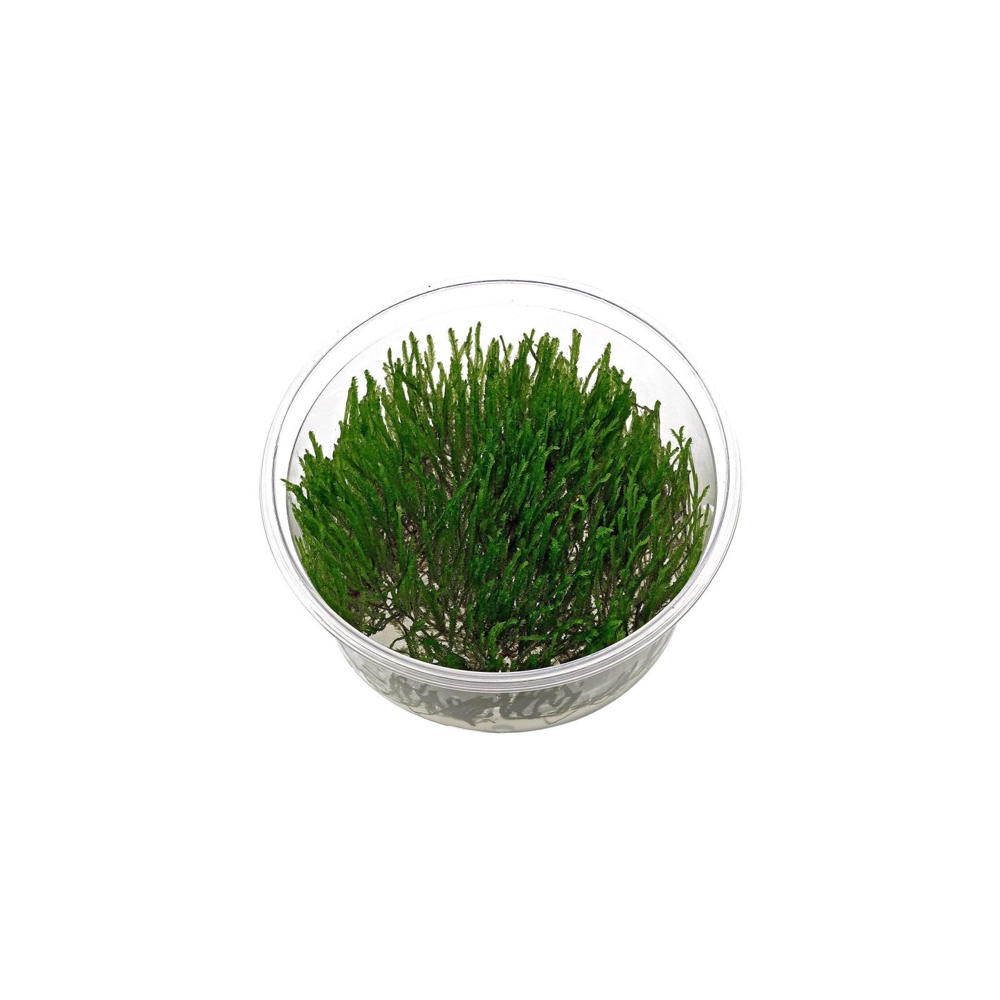 Aquaflora Taxiphyllum sp. 'Spiky' in vitro cup