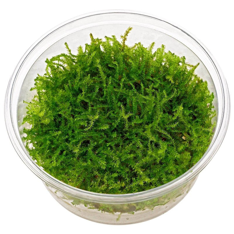 Aquaflora Vesicularia Montagnei 'Christmas' in vitro cup