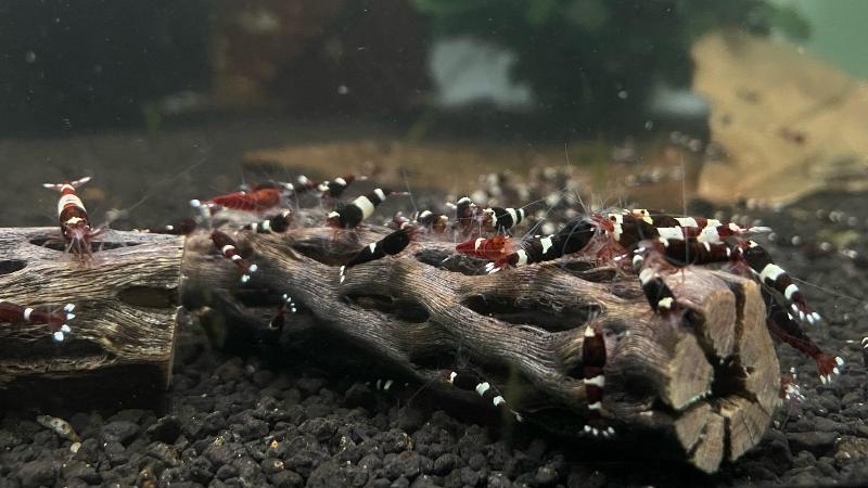 Cholla Wood 7-8 cm - AQUASHRIMP