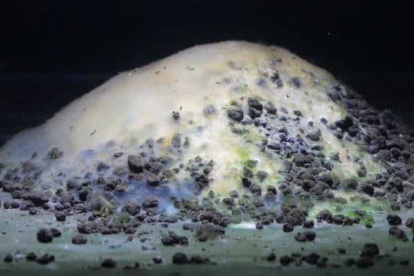 Dead Shrimp Powder