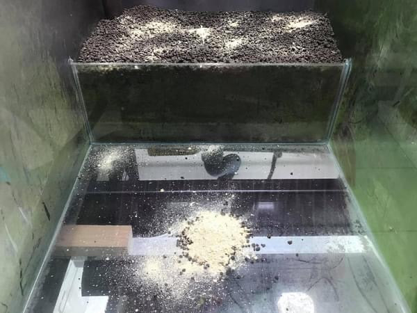 Dead Shrimp Powder